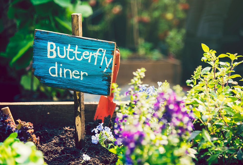 The butterfly diner in a garden