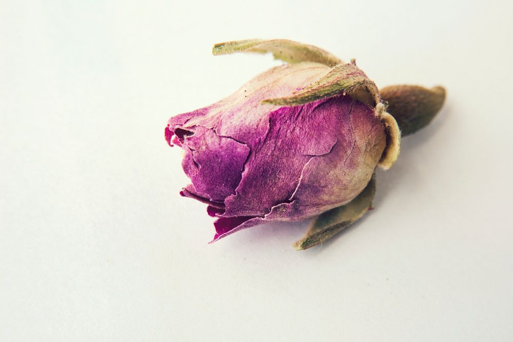 Dried single rose on white background