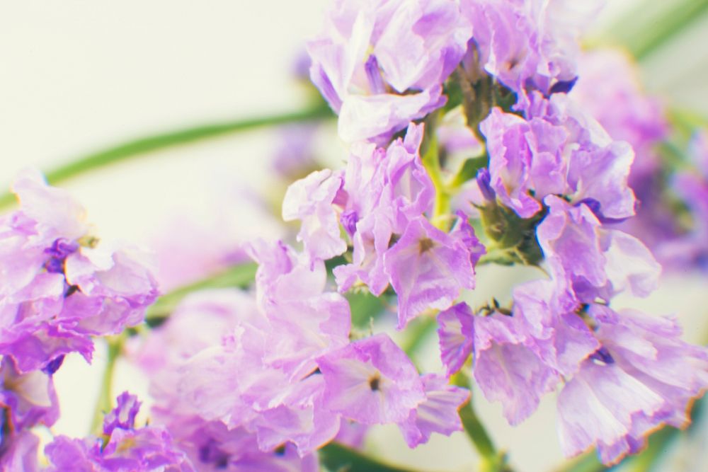 Closeup of purple Statice flowers