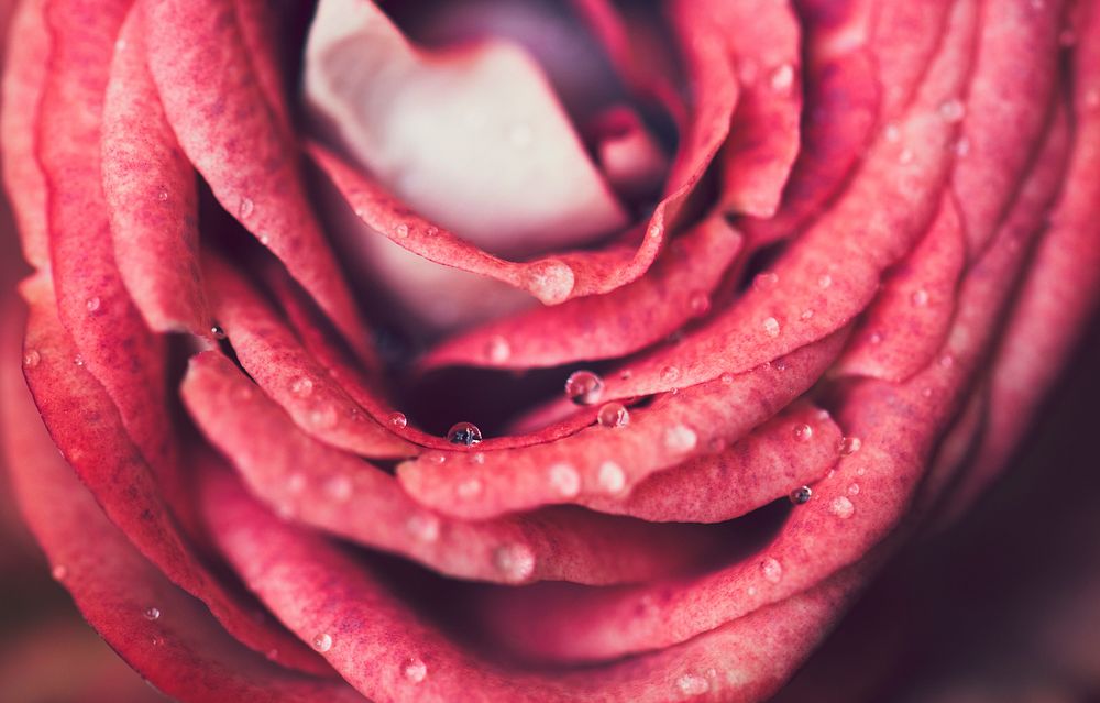 Closeup of a blooming pink rose
