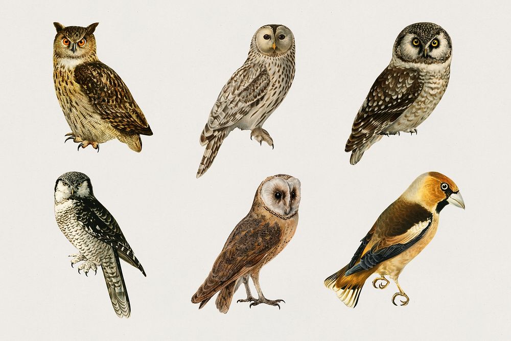 Vintage mixed owls hand drawn bird collection