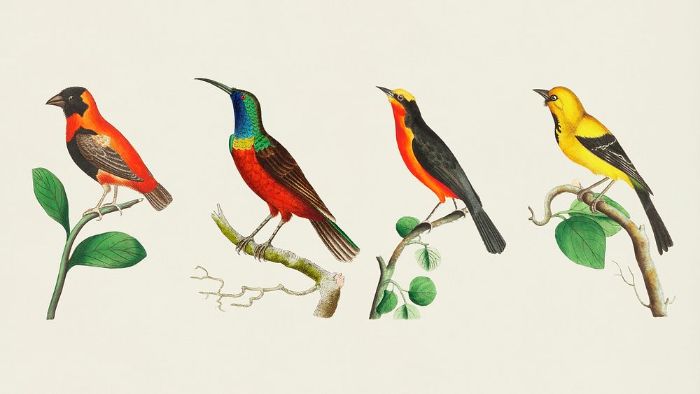 Psd vintage birds colorful collection