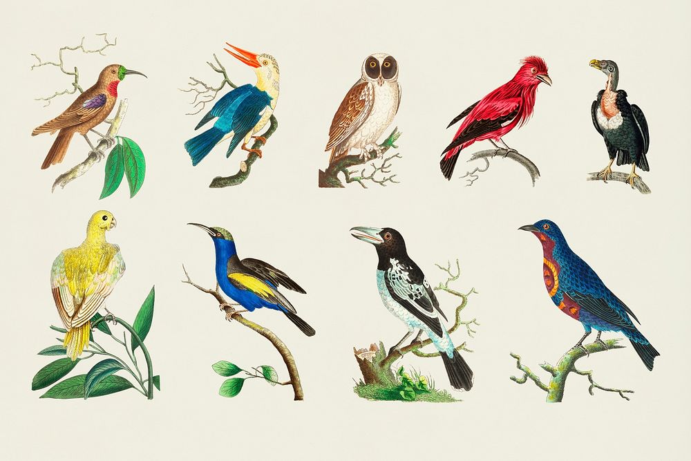 Vintage birds psd colorful collection