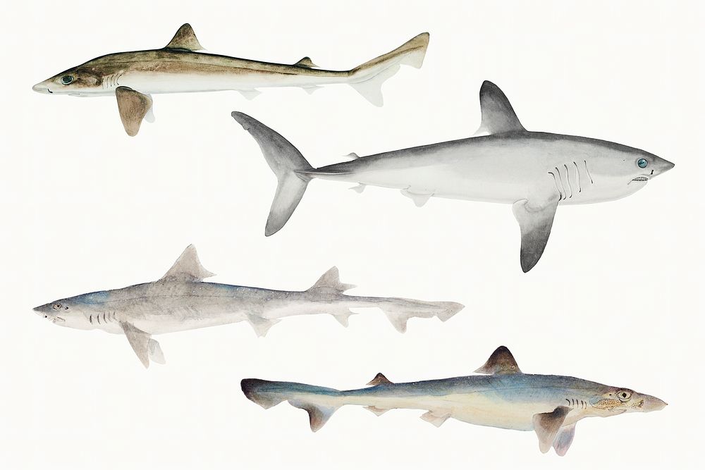 Marine life sharks collection antique illustration