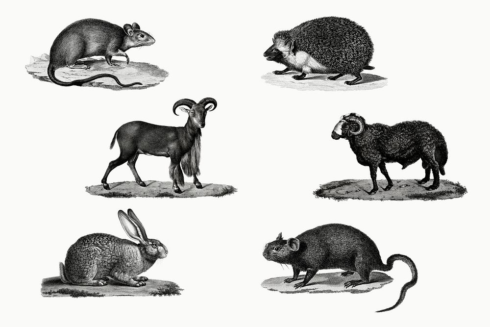 Vintage animal illustrations set