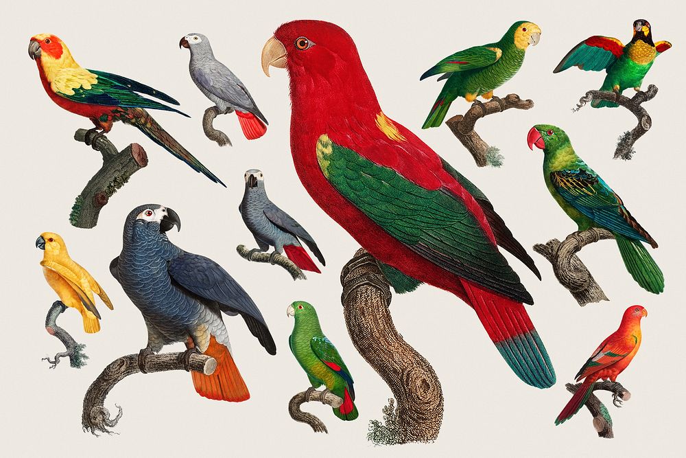 Parrot bird psd set illustration