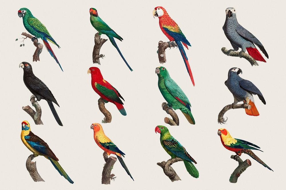 Parrot bird psd sticker set illustration