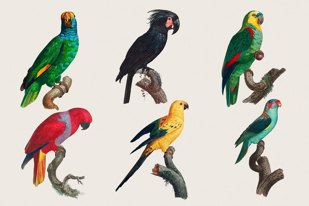 Parrot bird psd set illustration