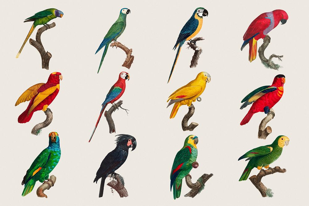 Parrot bird psd sticker set illustration