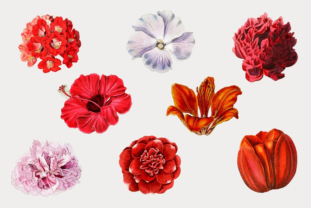 Blooming colorful flowers set vector
