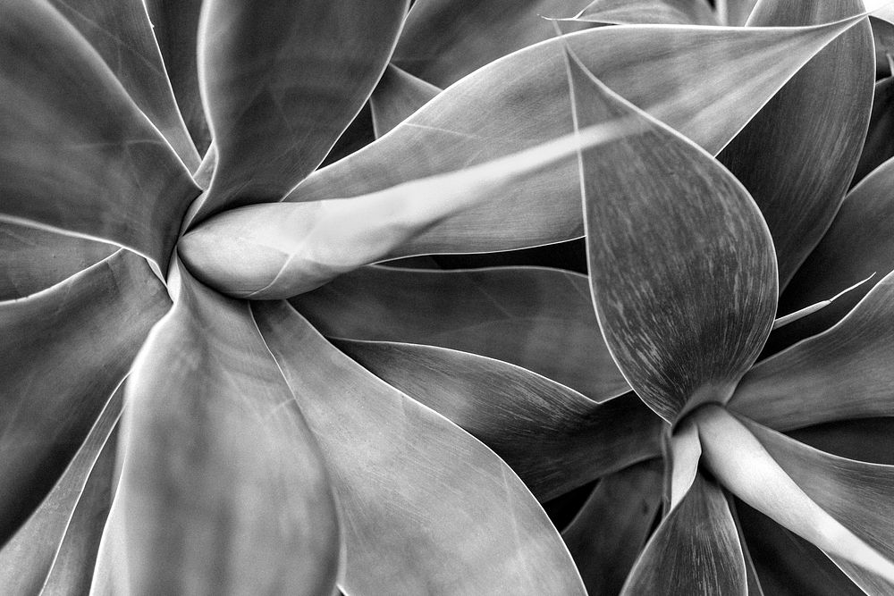 Succulent background, leaf macro shot, monotone