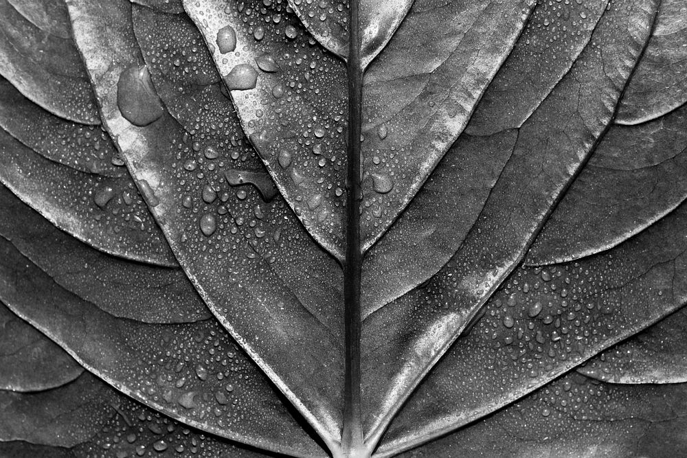 Leaf background, plant with water drops in monotone