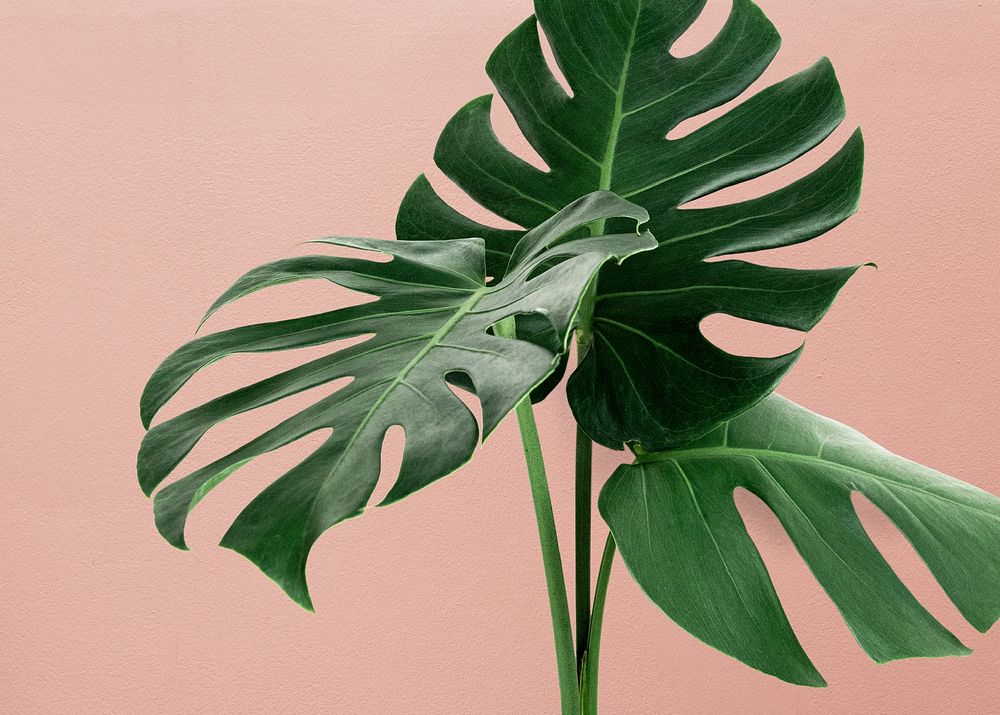 Monstera leaves, pink background