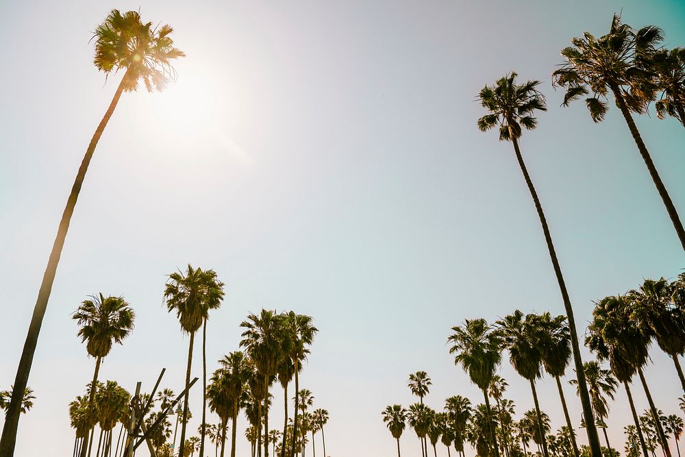 Summer background, palm trees with blue sky