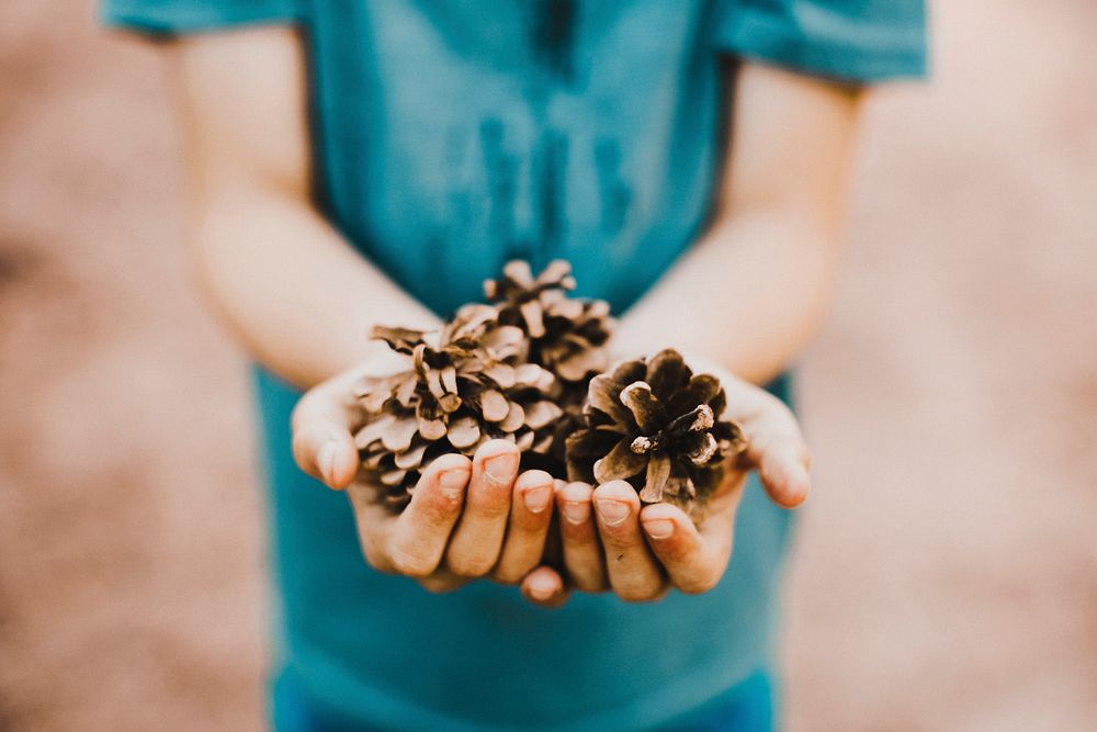 Autumn desktop wallpaper background, pinecones in hands, warm tone