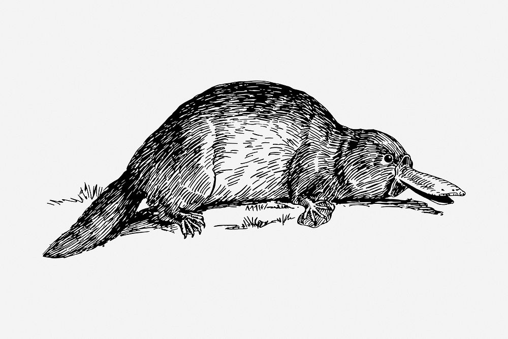 Platypus drawing, vintage wildlife illustration. Free public domain CC0 image.
