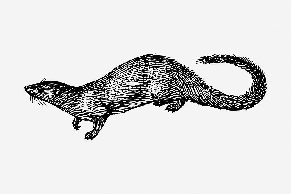 Egyptian mongoose drawing, vintage wildlife illustration. Free public domain CC0 image.