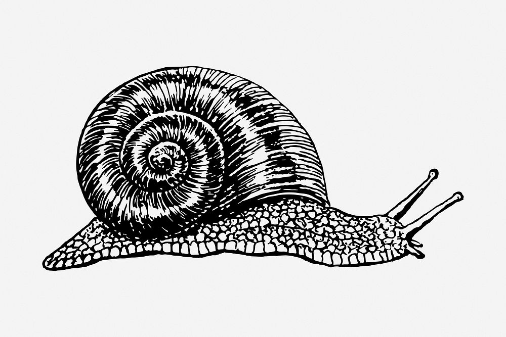Snail drawing, vintage animal illustration. Free public domain CC0 image.