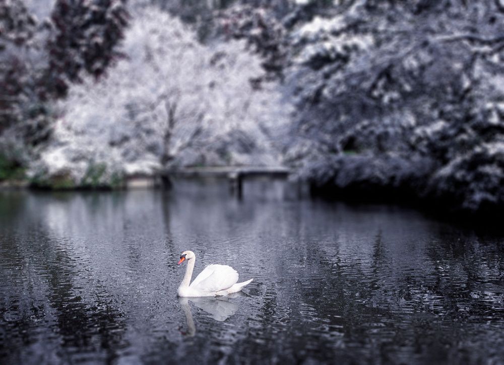 Beautiful swan lake in winter scene.