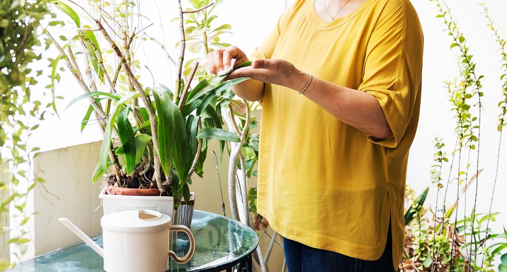 Hands wiping houseplants leaves