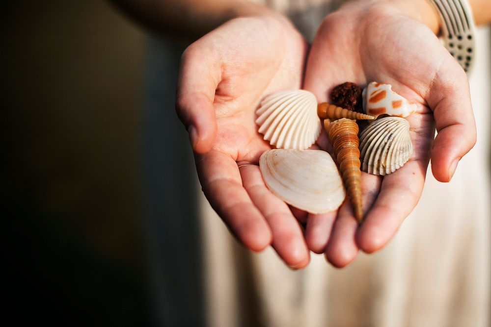 Closeup of hands showing collection of seashells