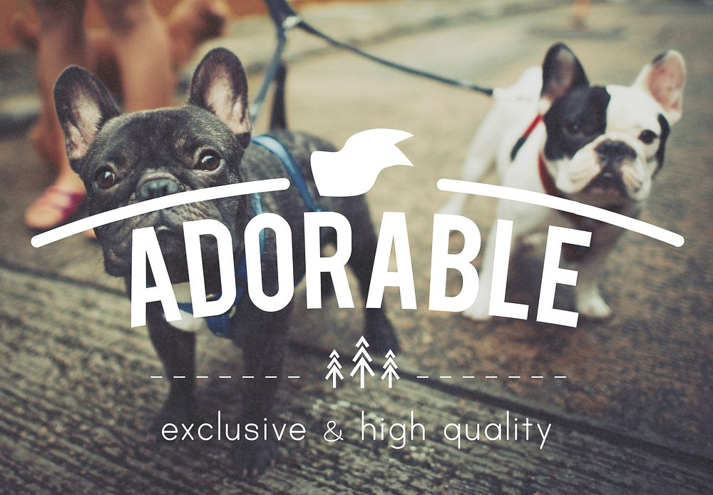 Animal Adopt Adorable Text Concept