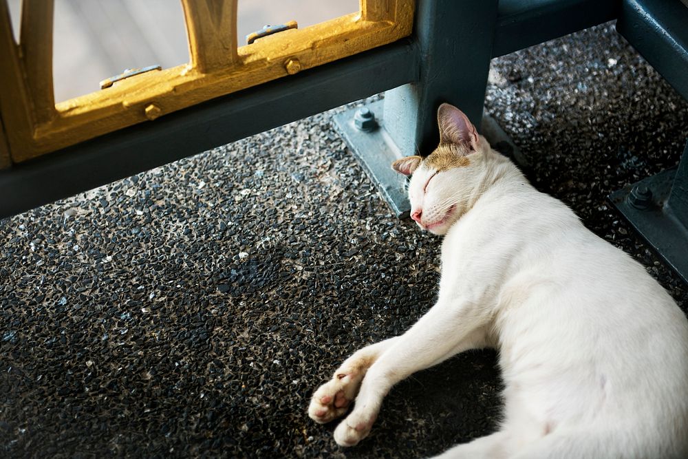 Cat Kitten Sleeping Footpath Roadside Animal Concept