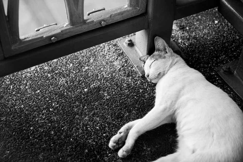 Cat Asleep Kitten Nap Tired Resting Dreaming Concept