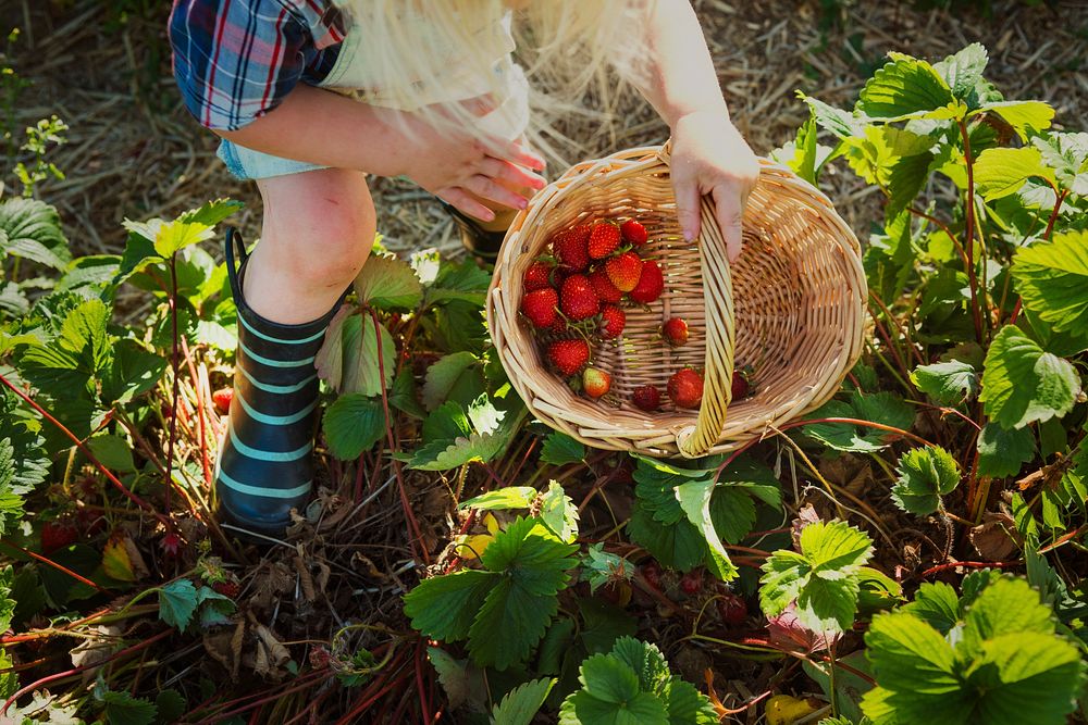 Kid in strawberry farm