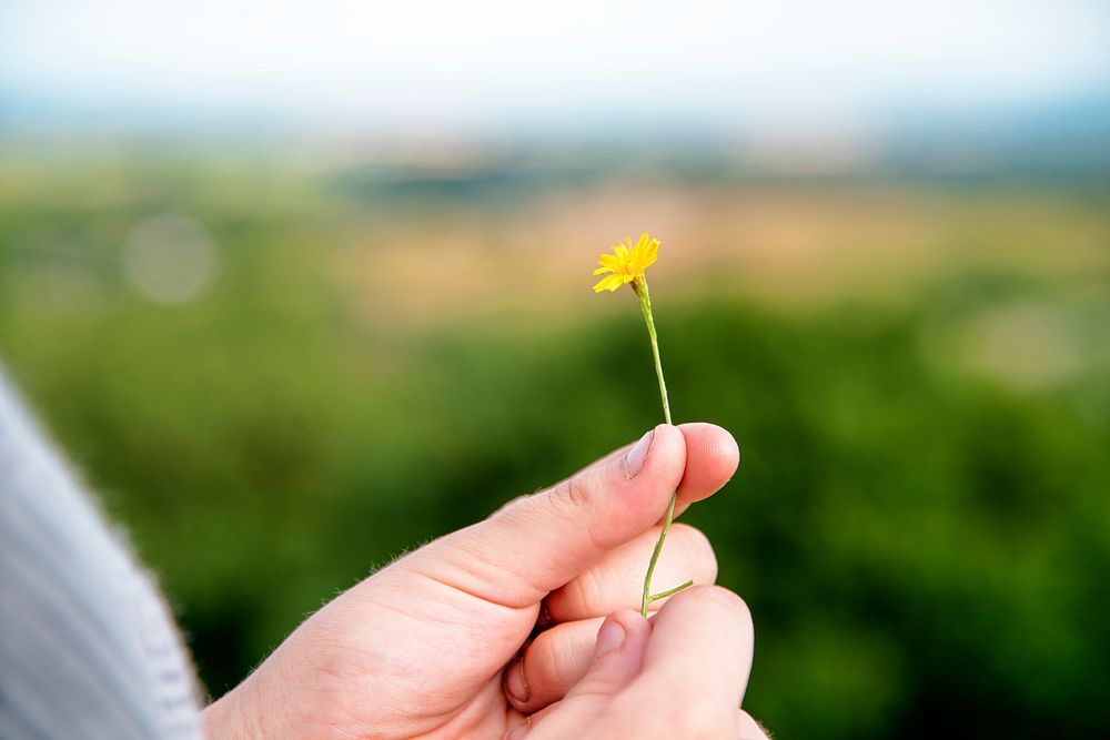 Closeup of hand holding yellow flower