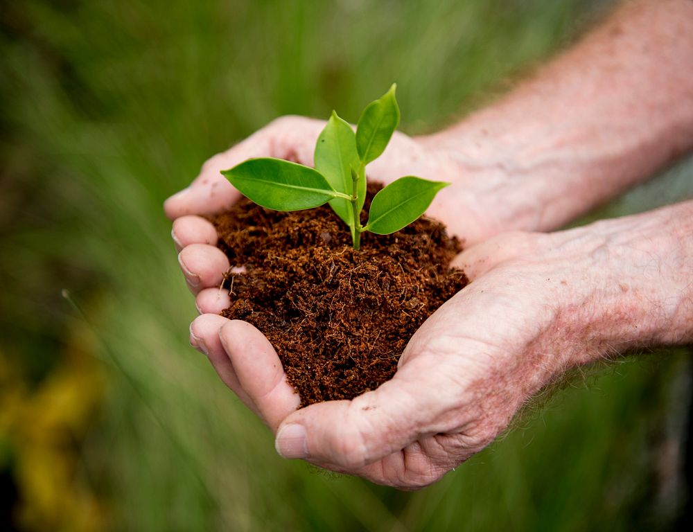 Hands holding a pile of earth soil with a growing plant