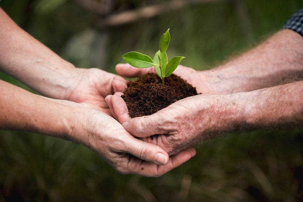 Couple hands holding a pile of earth soil with a growing plant
