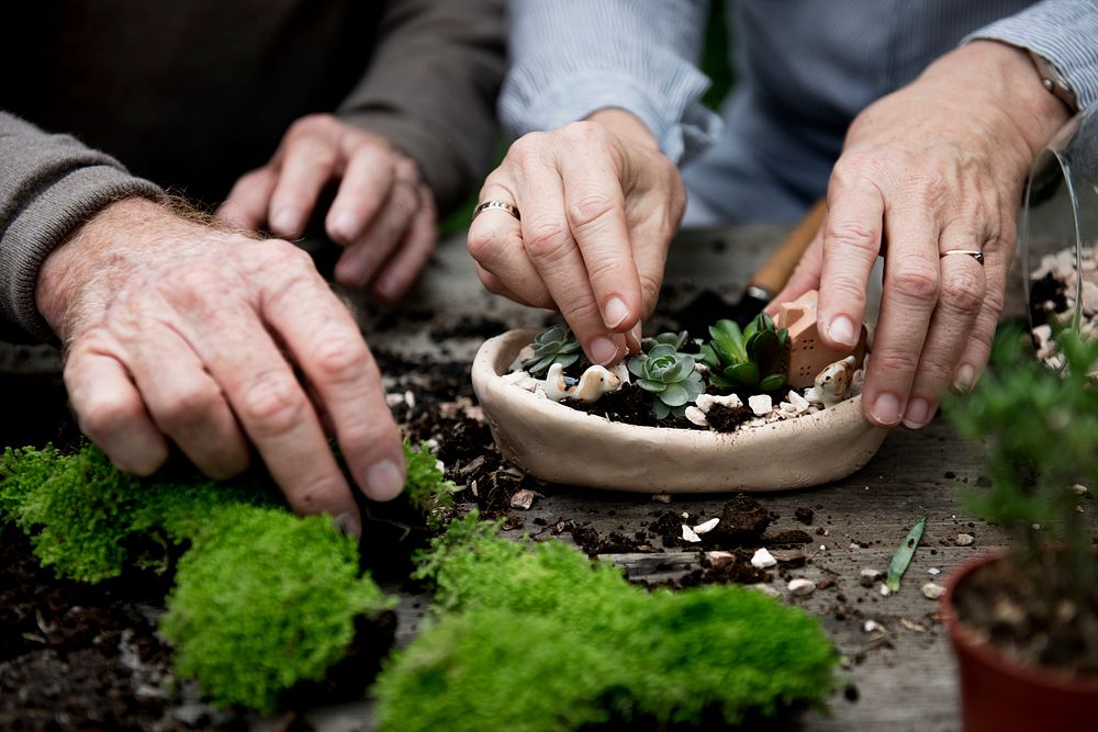 Couple hands making a terrarium with miniature plants