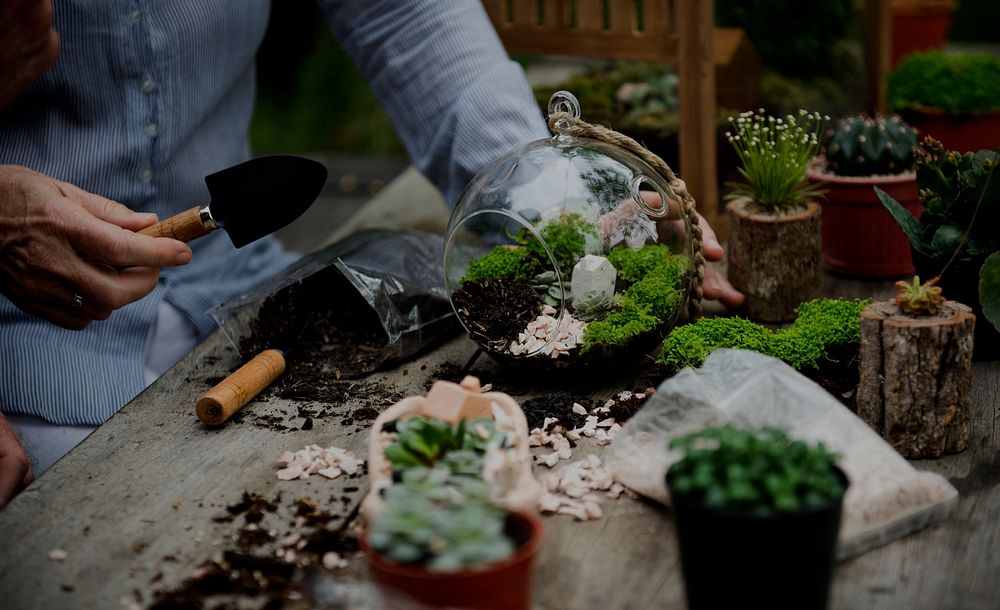 Hands making a terrarium with miniature plants