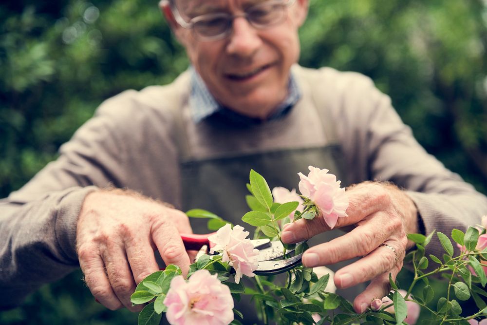 Rose Environmental Gardening Leisure Growth