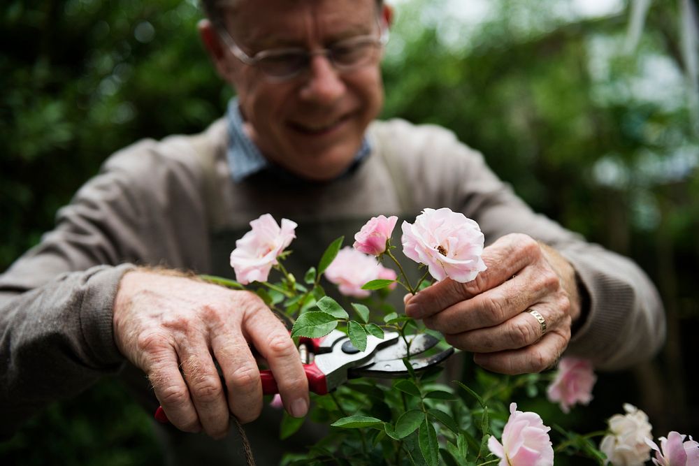 Mature Pottery Care Nature Plant