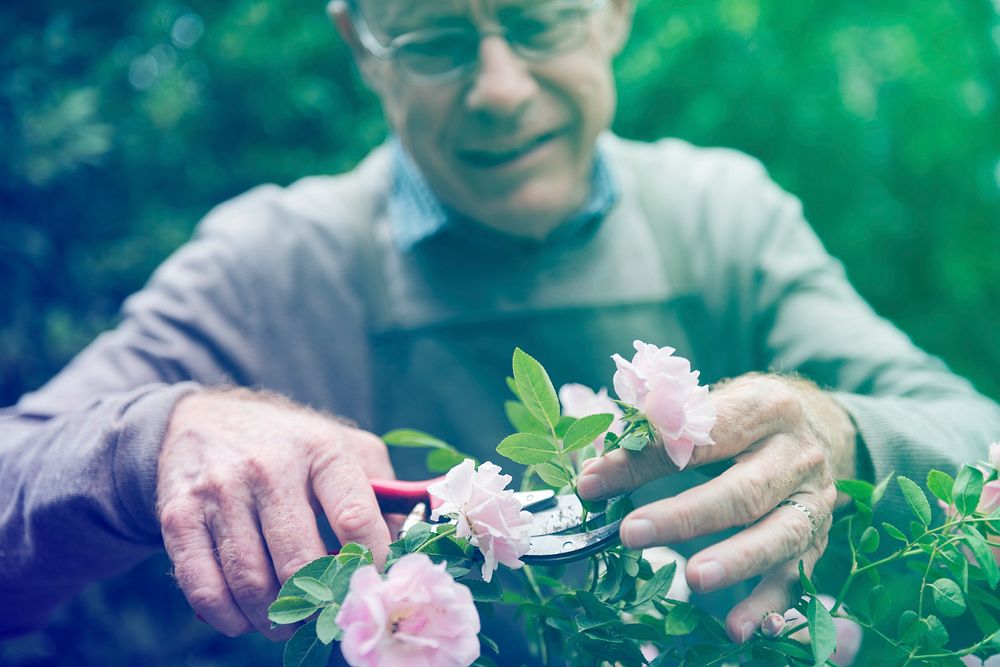 Senior adult trimming the rose in the garden