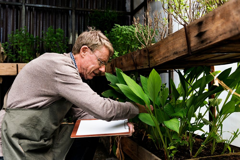 Old man studying plants in the greenhouse