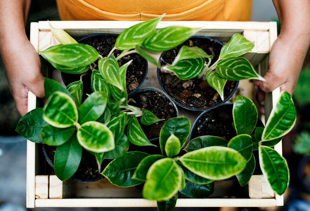 Closeup of houseplant in a wooden box