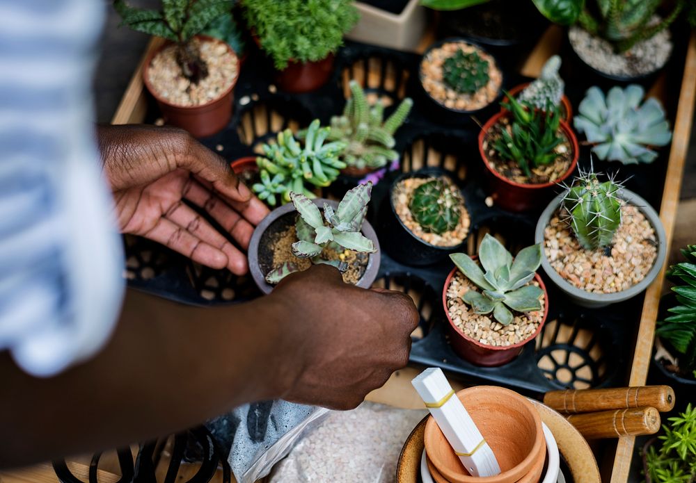 Adult Man Checking Plants Outside Flowe Shop