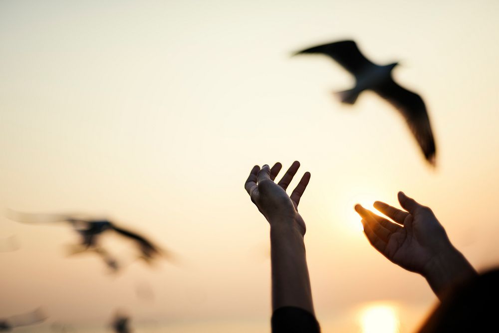Hands reaching out to flying birds