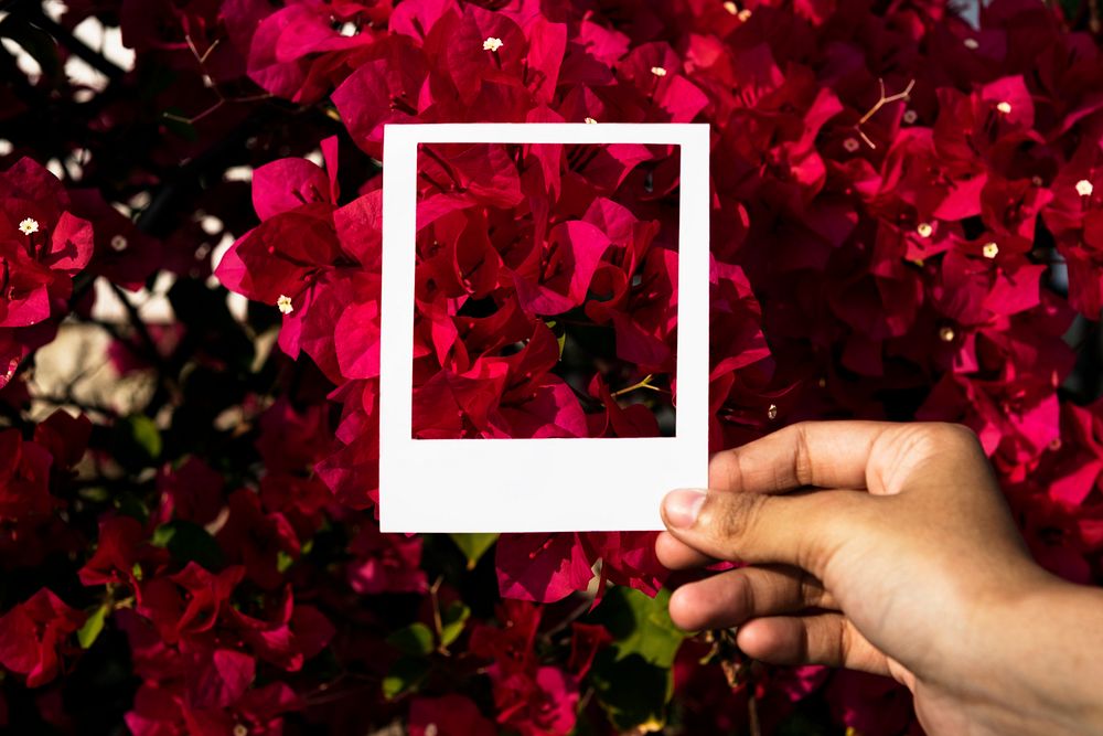 Hand holding photo frame in front of flowers