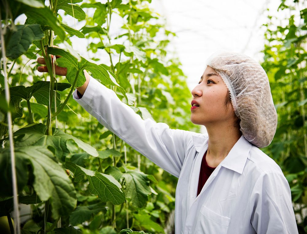 Asian scientist studying plant leaves
