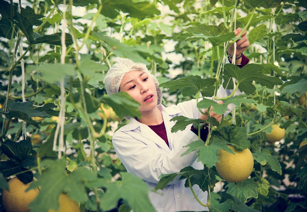 Botanist in a cantaloupe garden