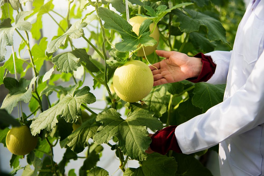 Closeup of scientist studying plant fruits