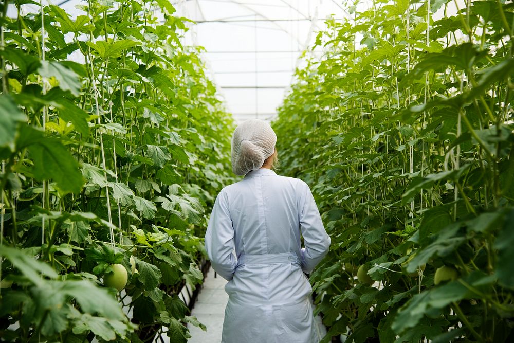 Scientist walking through a greenhouse aisle