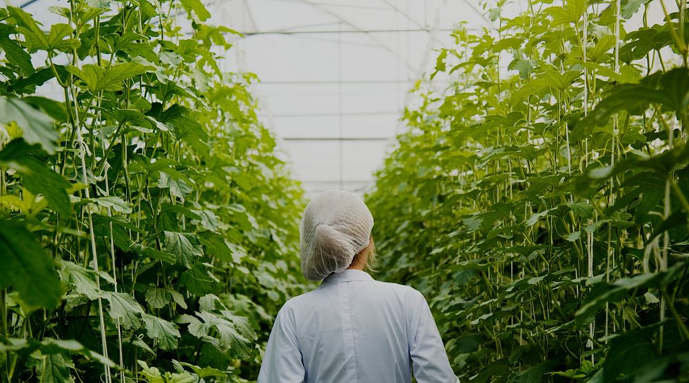 Scientist walking through a greenhouse aisle