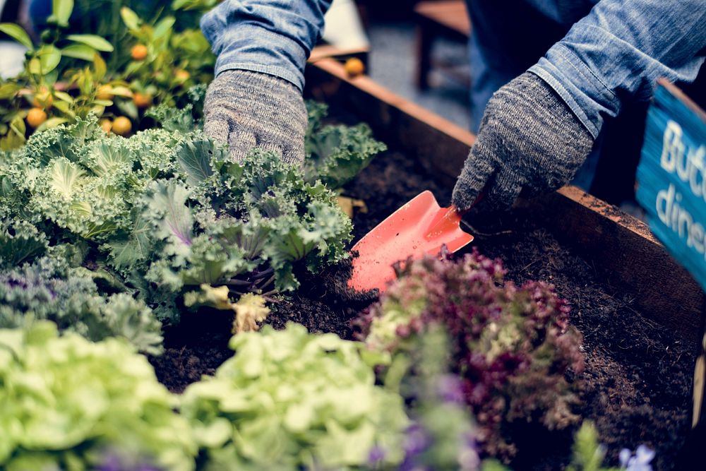 Hands planting organic fresh agricultural lettuce