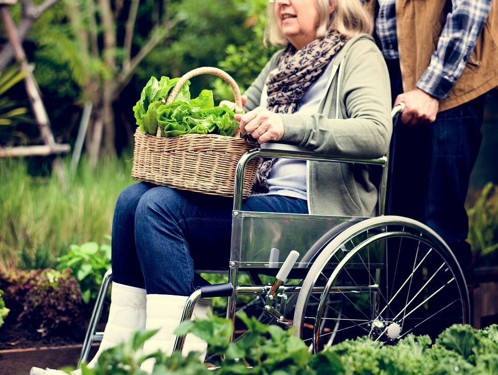 Senior adult couple picking vegetable from backyard garden