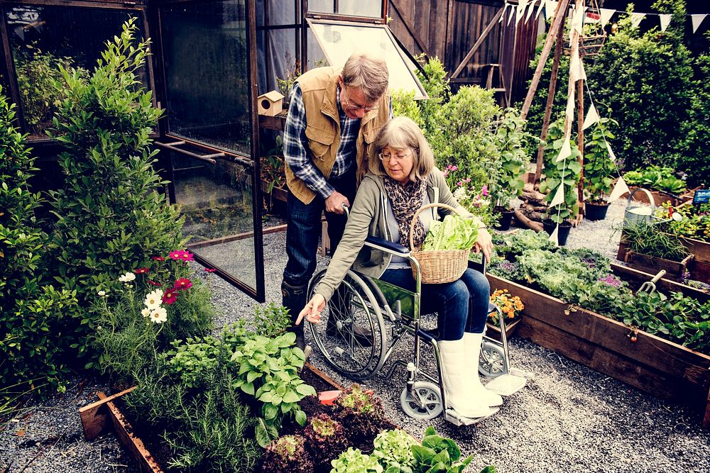 Senior adult couple picking vegetable from backyard garden